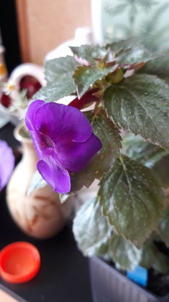  - 0001 2022 - BriD s Jolanda