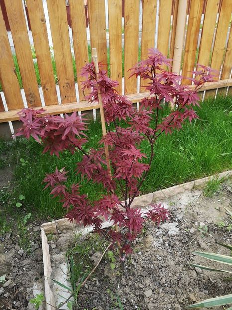 acer palmatum skeeters broom - plantele mele