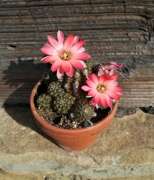 Rebutia Pygmaea - 2021