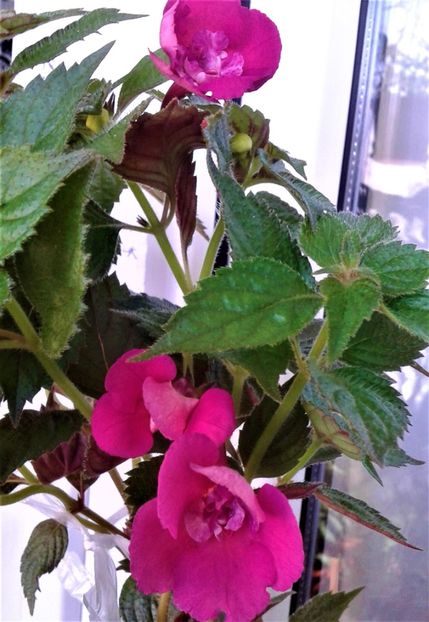 20210607_093723-5 - Colectia mea de achimenes Primul achi inflorit 2021