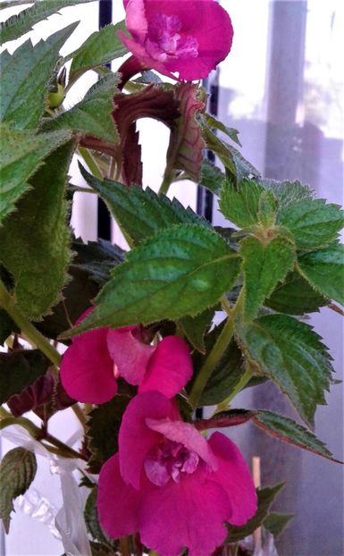 20210607_093801-4 - Colectia mea de achimenes Primul achi inflorit 2021