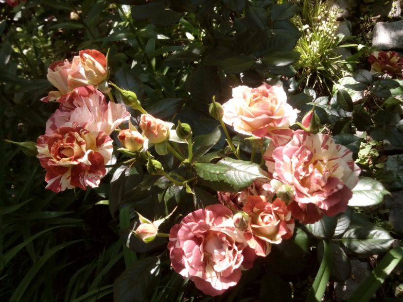  - Tropical Lightning sau Poseidon de la 4garden