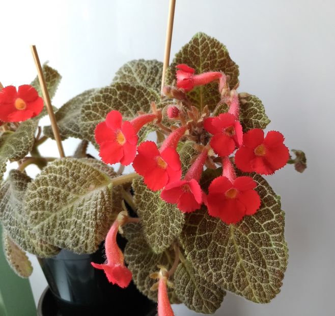  - 1 - Disponibile plante de vanzare 2021