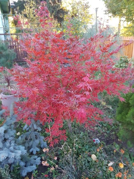 acer palmatum artopurpureum 9 noiembrie - artari 2020 noiembrie