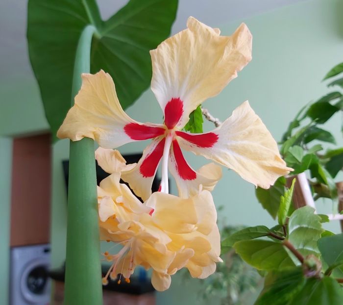 5.06. - Hibiscusi 2021