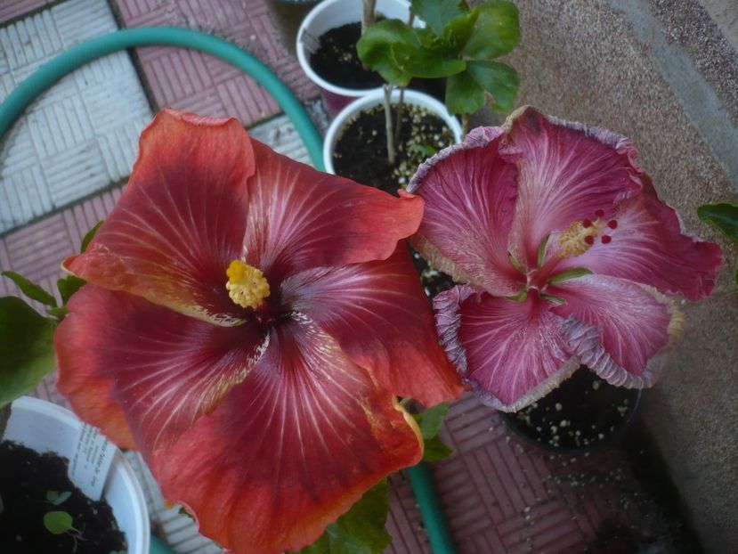 07.06.2021 - HIBISCUSI 2021-1