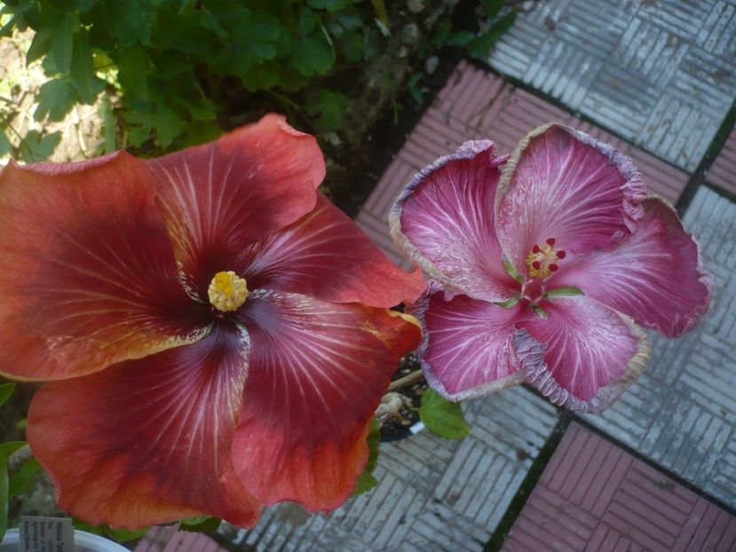 P1480510 - HIBISCUSI 2021-1