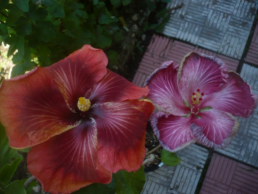 P1480511 - HIBISCUSI 2021-1