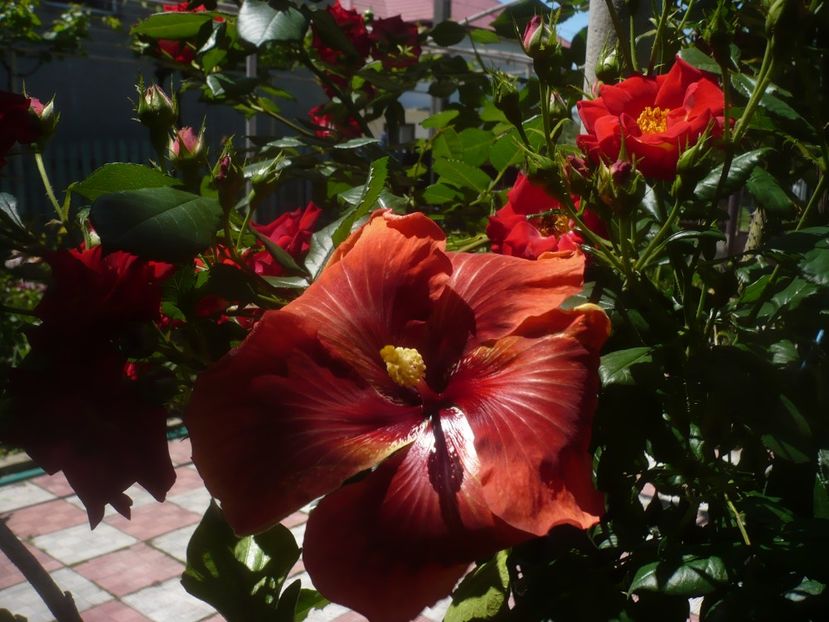 P1480512 - HIBISCUSI 2021-1