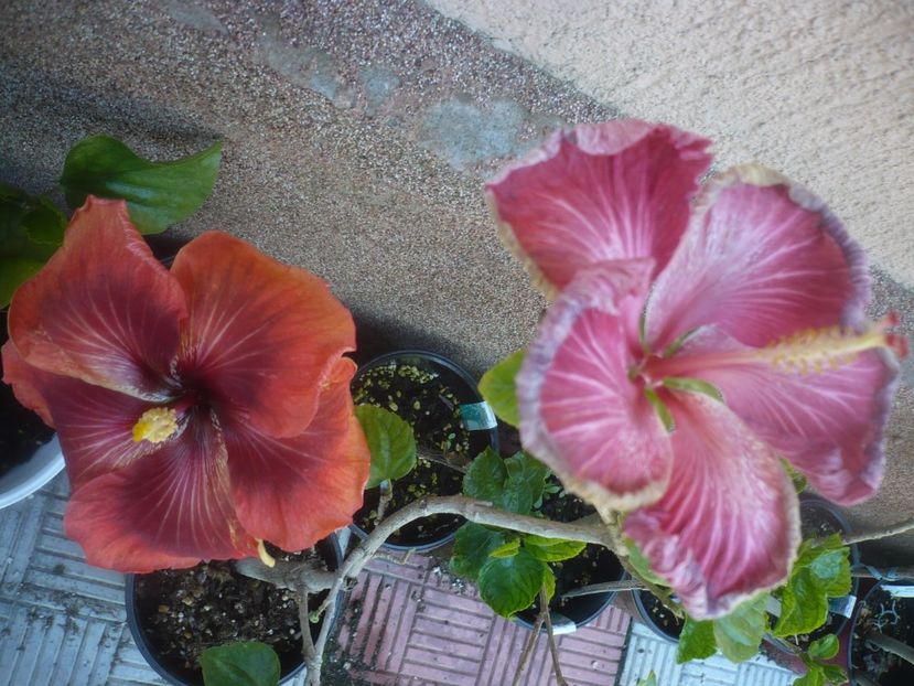 P1480515 - HIBISCUSI 2021-1