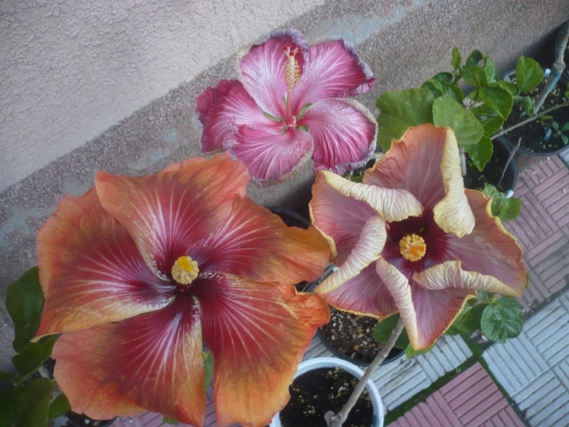 P1480517 - HIBISCUSI 2021-1