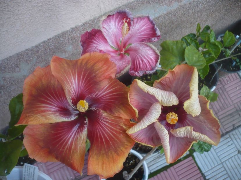 P1480518 - HIBISCUSI 2021-1