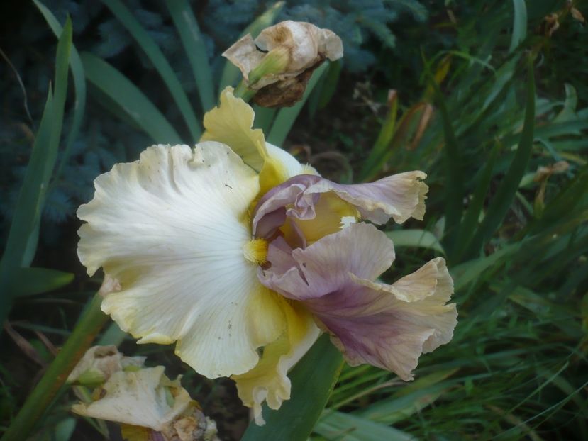 07.06.2021 - GRADINA 2021-2