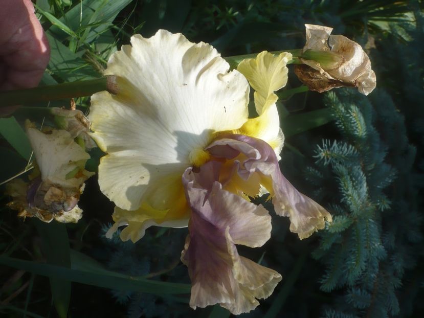 P1480520 - GRADINA 2021-2