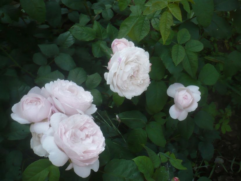 P1480523 - GRADINA 2021-2