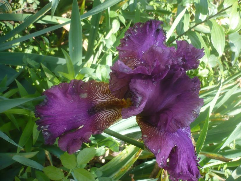 P1480524 - GRADINA 2021-2