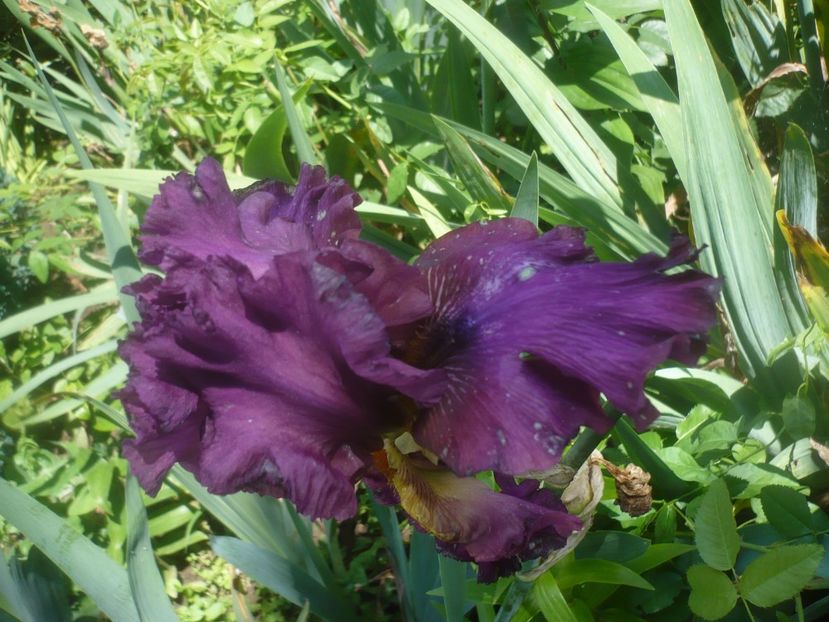 P1480525 - GRADINA 2021-2