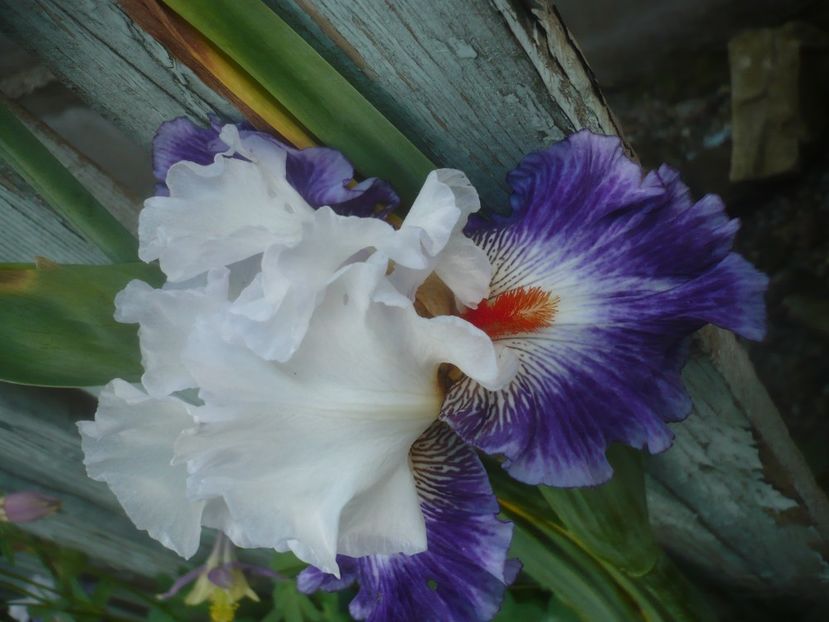 P1480527 - GRADINA 2021-2