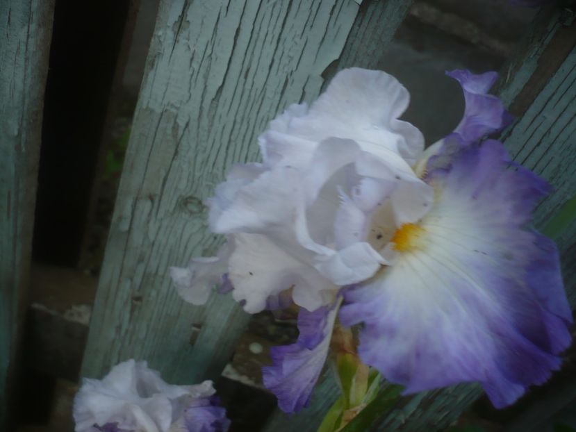 P1480528 - GRADINA 2021-2