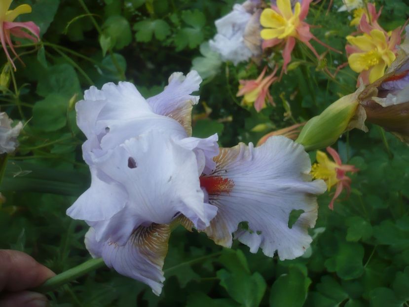 P1480530 - GRADINA 2021-2