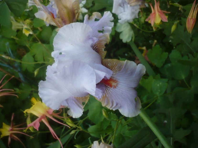 P1480531 - GRADINA 2021-2