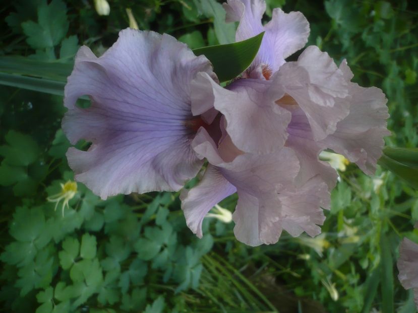 P1480532 - GRADINA 2021-2