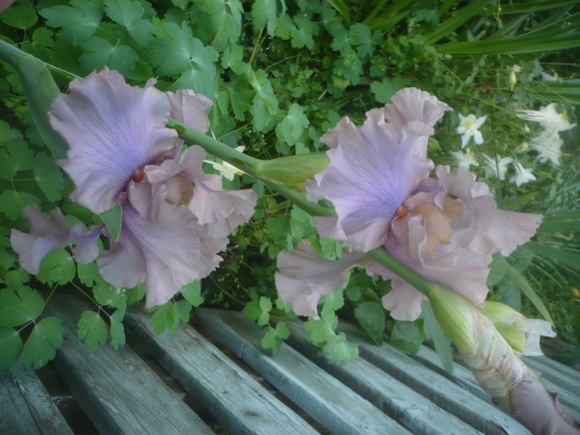 P1480533 - GRADINA 2021-2