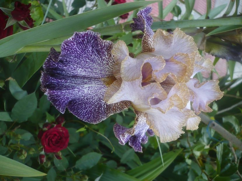 P1480535 - GRADINA 2021-2