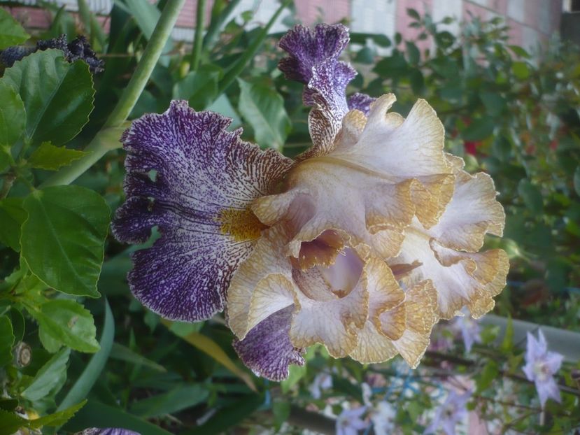 P1480536 - GRADINA 2021-2