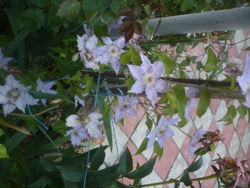 P1480537 - GRADINA 2021-2