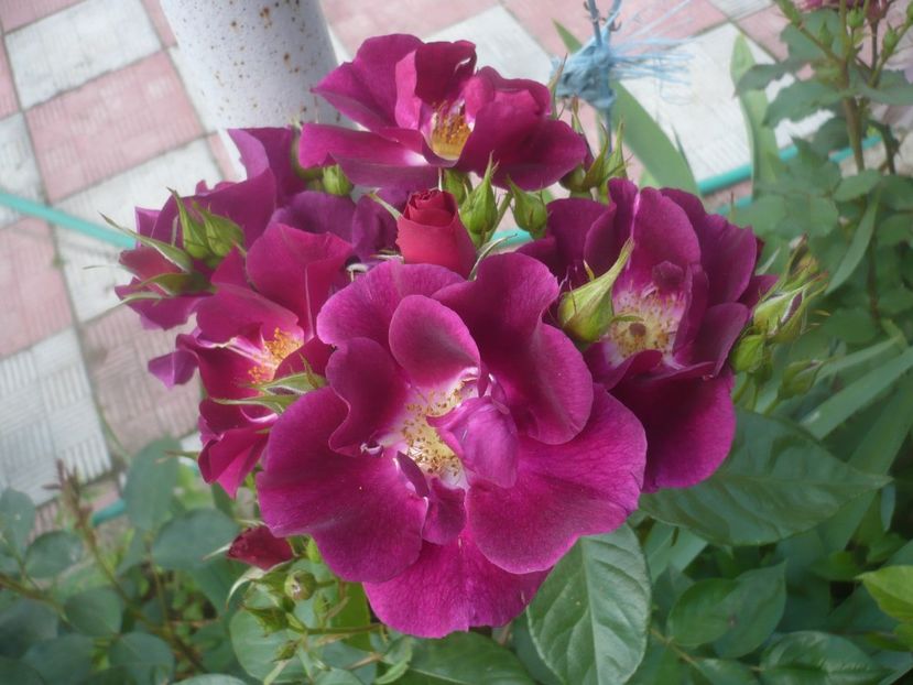 P1480538 - GRADINA 2021-2