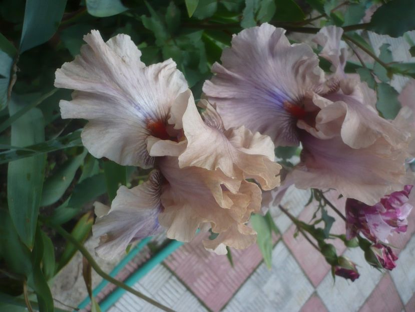 P1480539 - GRADINA 2021-2