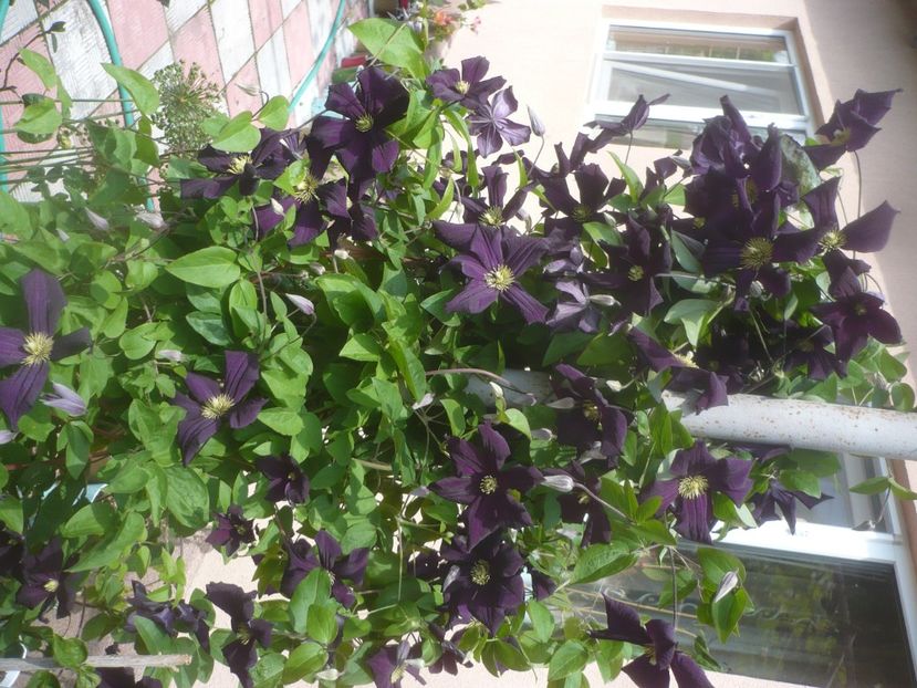 P1480541 - GRADINA 2021-2