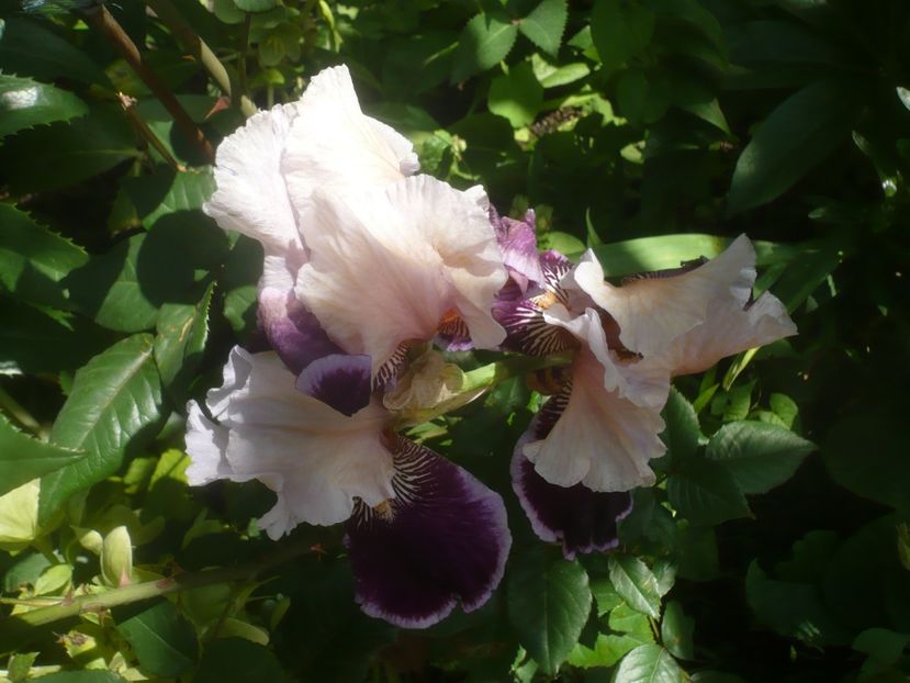 P1480542 - GRADINA 2021-2