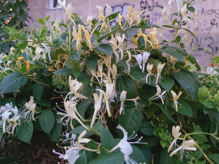  - Caprifoi - Lonicera japonica 2021