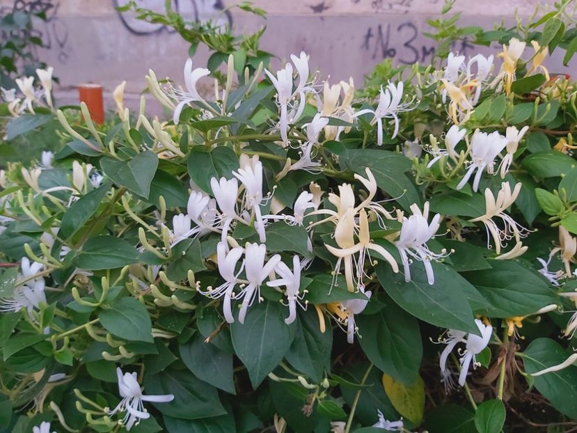  - Caprifoi - Lonicera japonica 2021