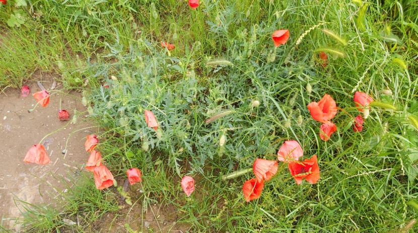 2.06.2021 - Maci - Papaver