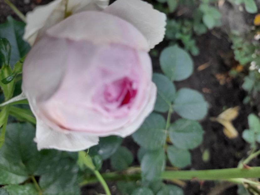 Vesalius - 2021 trandafiri