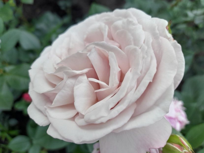 Rosenfassination - 2021 trandafiri