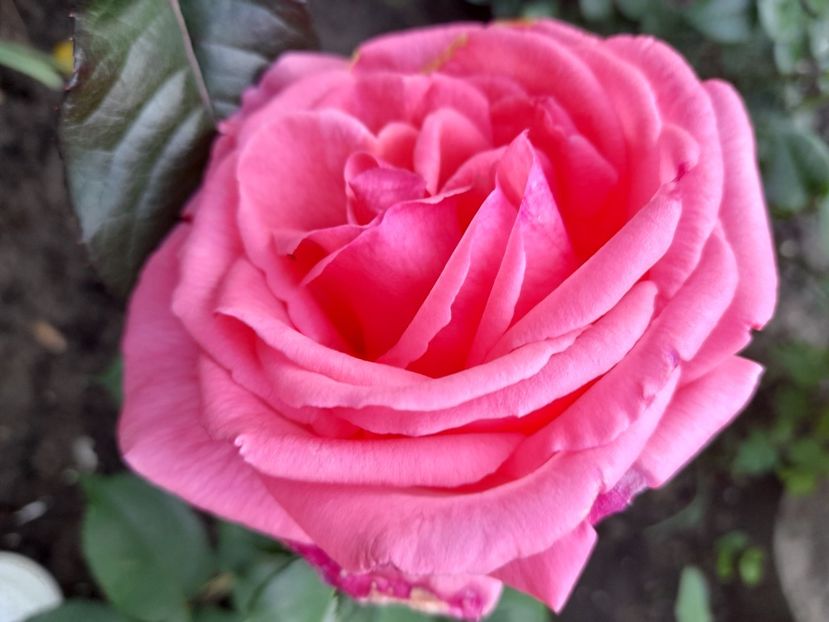 Duftwolk - 2021 trandafiri