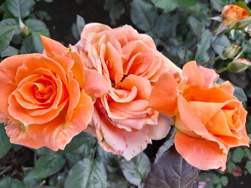 Flora danica - 2021 trandafiri