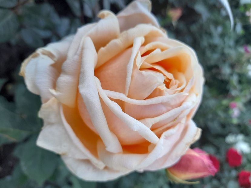 Diamond jubilee - 2021 trandafiri