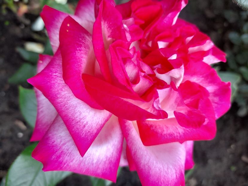 Julia - 2021 trandafiri