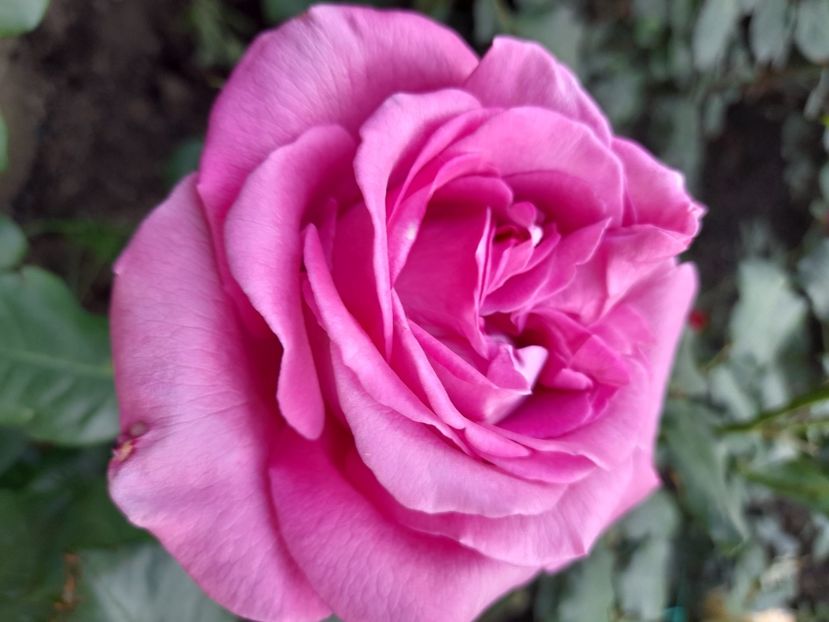 Claude brasseur - 2021 trandafiri