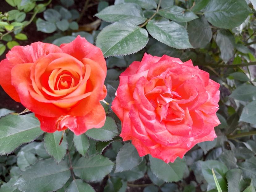 Valerie de mongolfier - 2021 trandafiri