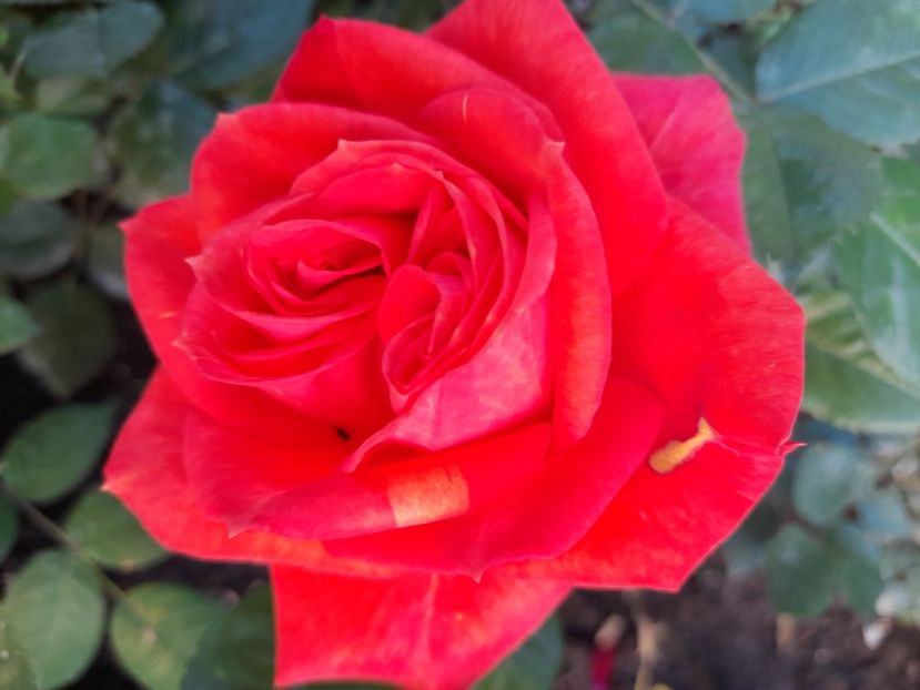 Mini no name - 2021 trandafiri