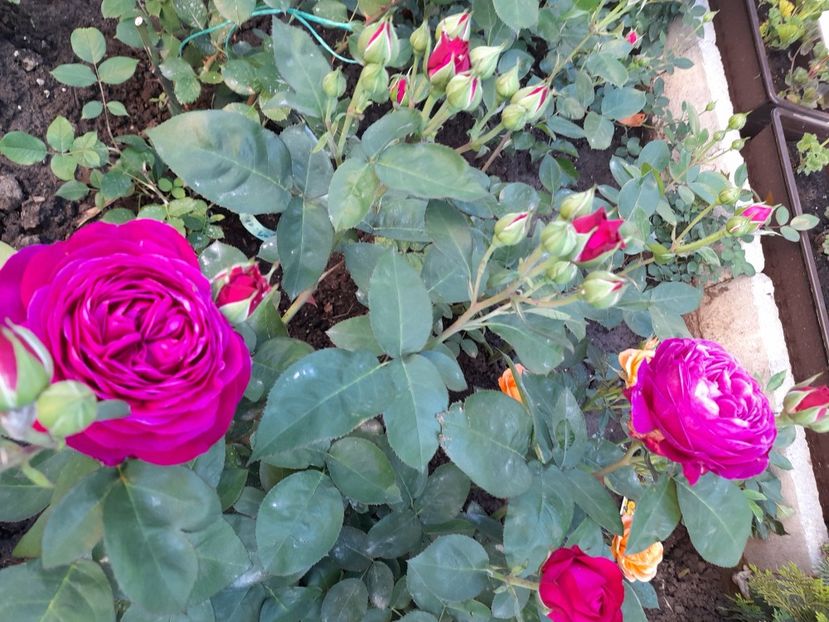 Heidi klum - 2021 trandafiri