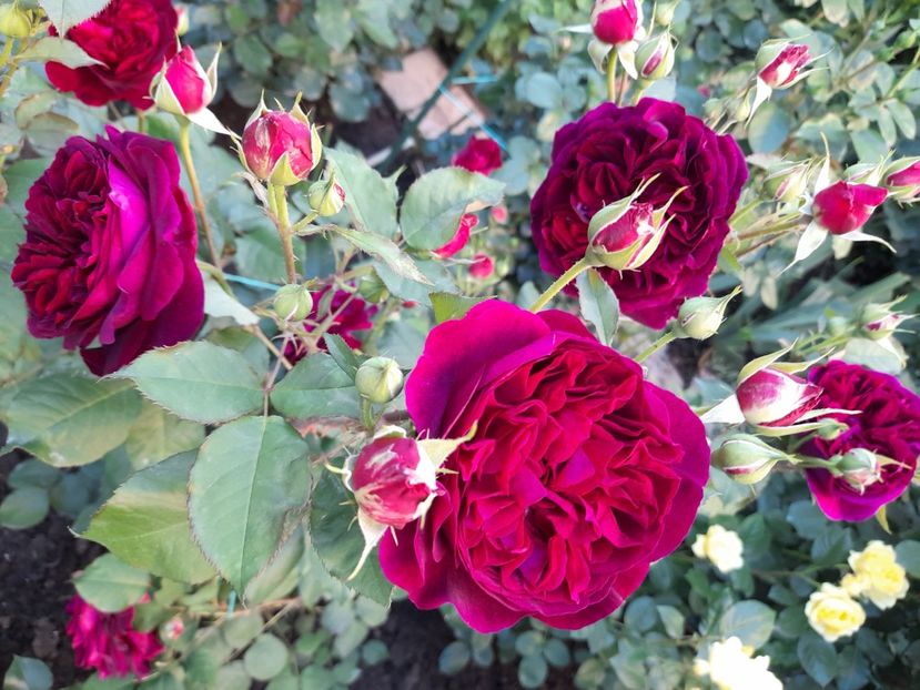 Munstead wood - 2021 trandafiri