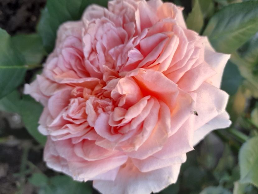 Festival jardin du chaumot - 2021 trandafiri