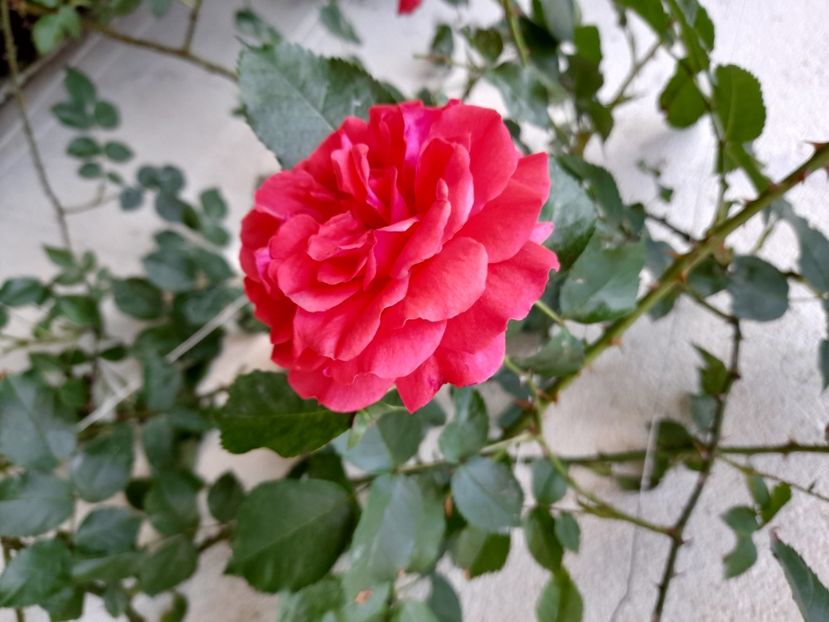 Uetersens rosenkonigin - 2021 trandafiri